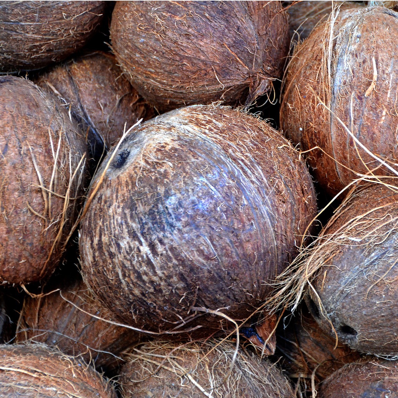 coconut-1583223_1920